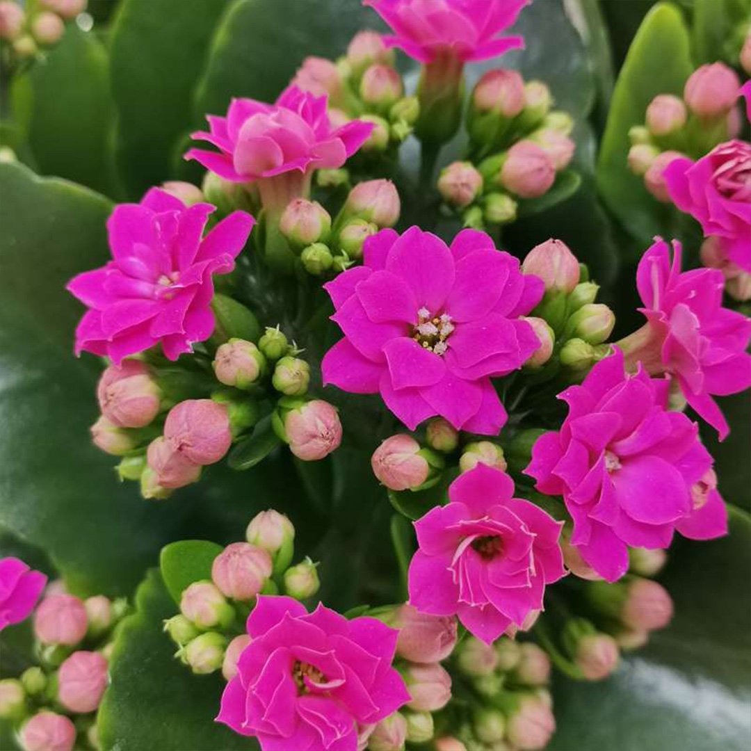 Kalanchoe Purple